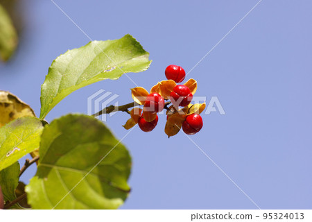 The small red fruit of Tsuruumemodoki is cute. 95324013