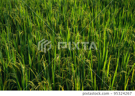 rice and rice fields in the countryside 95324267