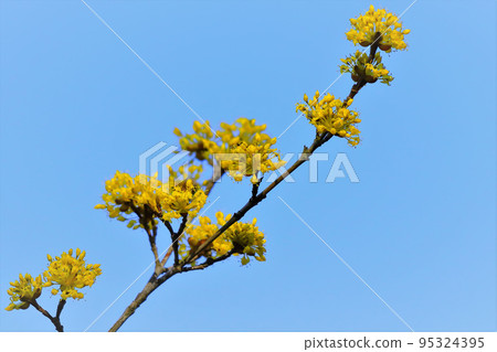 Sunny blue sky and wildflowers 95324395