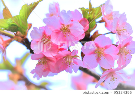 Refreshing pink Kawazu cherry blossoms Refreshing pink Kawazu cherry blossoms 95324396