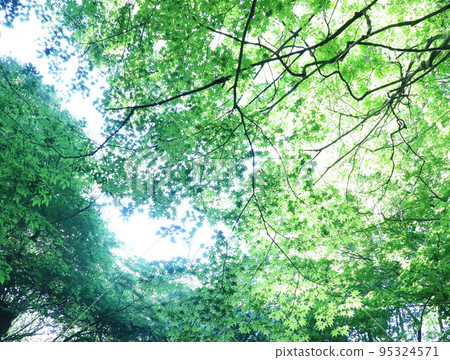 Fresh green forest 95324571