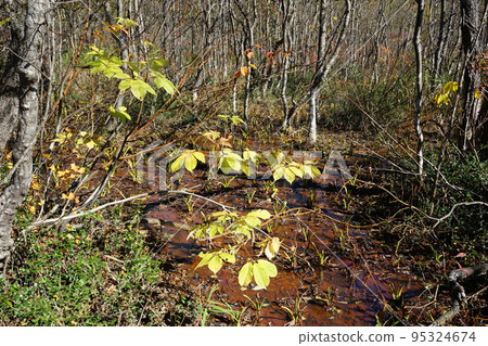 Let's go in the autumn Hachimantai Let's go in the autumn Hachimantai 95324674