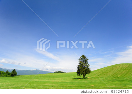 六月的八幡岡樹 95324715