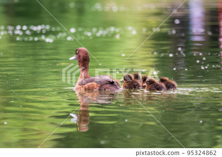 Female Tufted duck swims with her ducklings in green lake 95324862