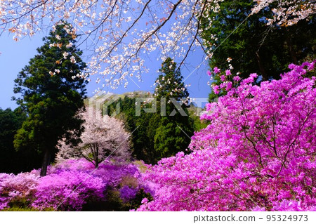 Spring scenery of Imakuma Shrine in Kamikawa-cho, Hachioji City Spring scenery of Imakuma Shrine in Kamikawa-cho, Hachioji City 95324973