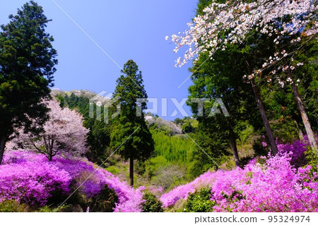Spring scenery of Imakuma Shrine in Kamikawa-cho, Hachioji City Spring scenery of Imakuma Shrine in Kamikawa-cho, Hachioji City 95324974