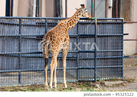 EOSR6. Hiroshima city, mysterious black tail. 95325122