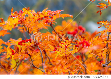 [金州] 霧中紅葉季節的唐澤馬戲團[長野縣] 95325155