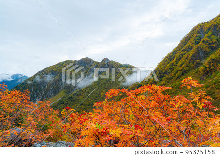 [金州] 霧中紅葉季節的唐澤馬戲團[長野縣] 95325158