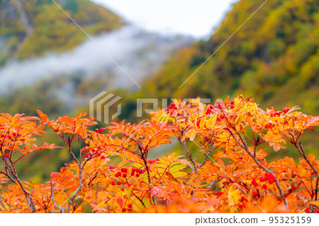 [Kinshu] Karasawa Cirque in the fall foliage season wrapped in fog [Nagano Prefecture] 95325159