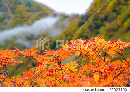 [金州] 霧中紅葉季節的唐澤馬戲團[長野縣] 95325160