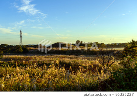秋田縣秋風搖曳的蒲葦風光 95325227