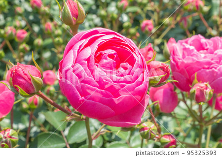 Rose [Variety: Pomponella] 95325393