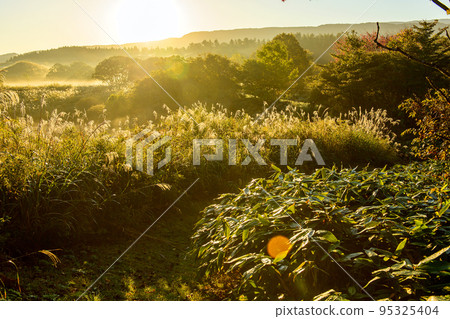 Walking through the Toshi Wetlands surrounded by pampas grass and lit by the morning sun, Akita Prefecture Walking through the Toshi Wetlands surrounded by pampas grass and lit by the morning sun, Akita Prefecture 95325404
