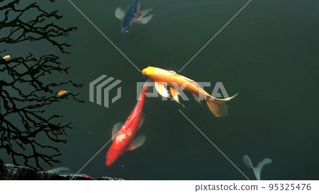 Hirenaga Nishikigoi swimming elegantly 95325476