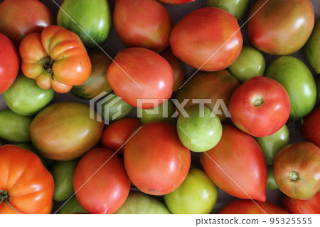a background of tomatoes of red green orange close-up. Background food. Tomato season. seasonal vegetables. cultivation and storage of vegetables a background of tomatoes of red green orange close-up. Background food. Tomato season. seasonal vegetables. cultivation and storage of vegetables 95325555