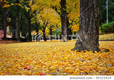日本的行道樹在秋天變黃 日本的行道樹在秋天變黃 95325814