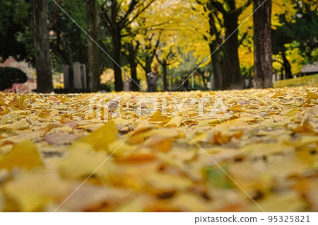 Japanese street trees turn yellow in autumn Japanese street trees turn yellow in autumn 95325821