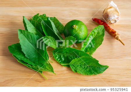 聖羅勒葉 95325941