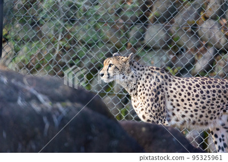 EOSR6.廣島市,凶獸獵豹。 EOSR6.廣島市,凶獸獵豹。 95325961