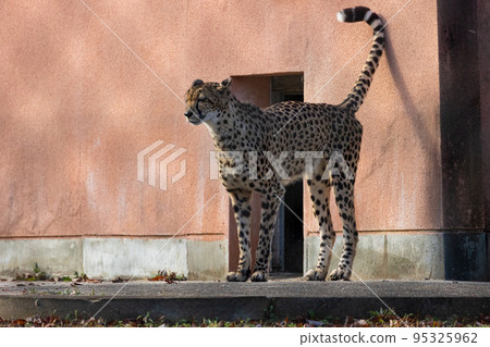 EOSR6.Cheetah over the net in Hiroshima city. 95325962