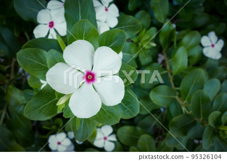 White Nichiconnia White Nichiconnia 95326104