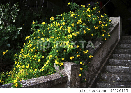 Yellow flowers 95326115