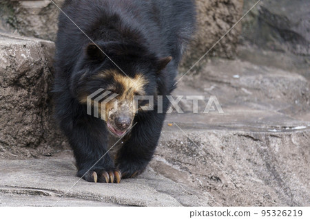 一隻眼鏡熊慢慢走[天王寺動物園] 95326219