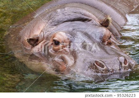 Hippo drinking water【Tennoji Zoo】 95326223