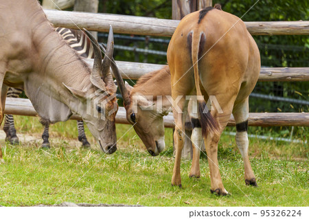 吃草的伊蘭[天王寺動物園] 95326224