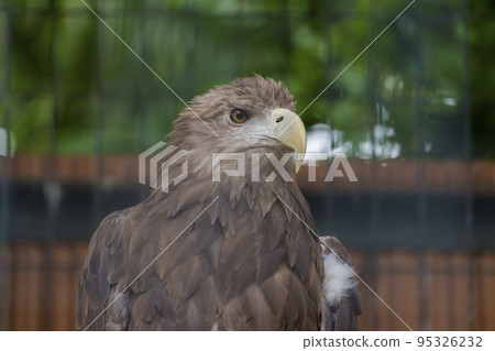 Japanese golden eagle [Tennoji Zoo] 95326232