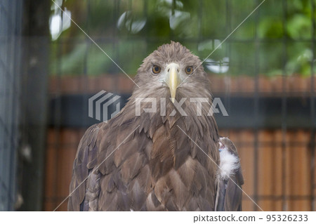 Japanese golden eagle [Tennoji Zoo] 95326233