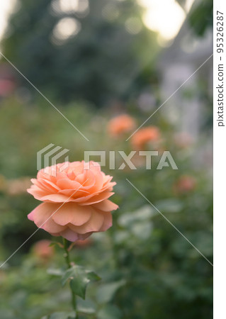 大氣秋季玫瑰圖像剪切 95326287