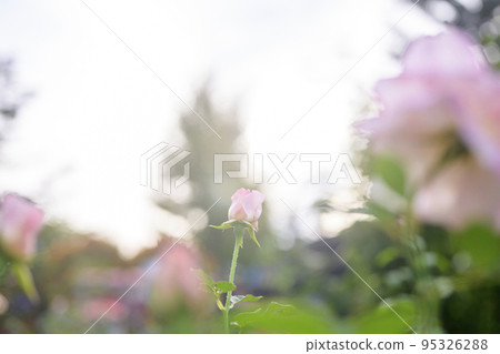 大氣秋季玫瑰圖像剪切 95326288