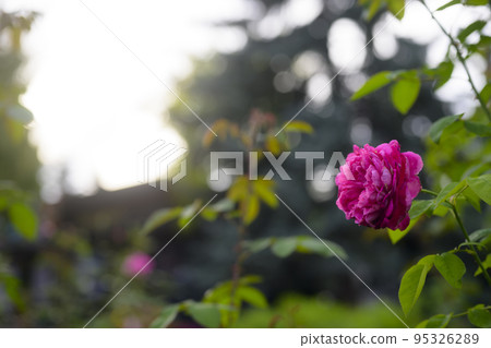 大氣秋季玫瑰圖像剪切 95326289