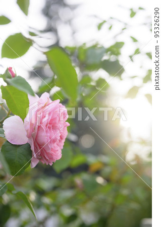 大氣秋季玫瑰圖像剪切 95326290