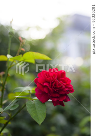 大氣秋季玫瑰圖像剪切 95326291