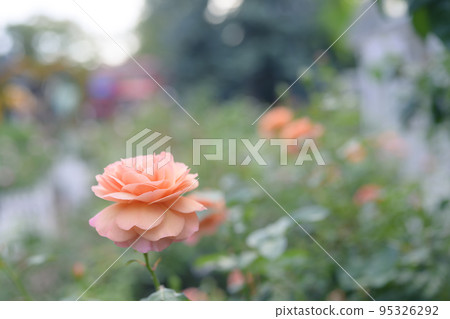 大氣秋季玫瑰圖像剪切 95326292
