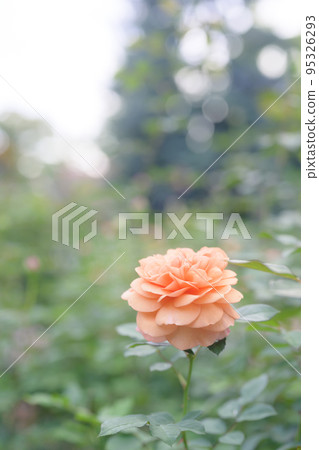 大氣秋季玫瑰圖像剪切 95326293