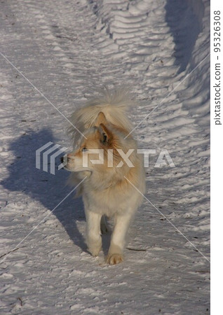 清早散步的牧場狗 1 95326308