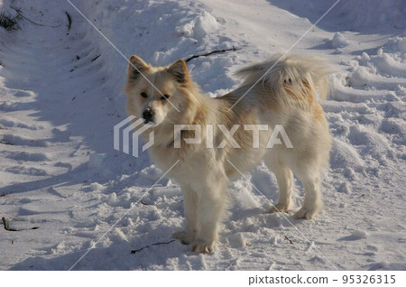 A dog looking back during a refreshing walk early in the morning 2 A dog looking back during a refreshing walk early in the morning 2 95326315