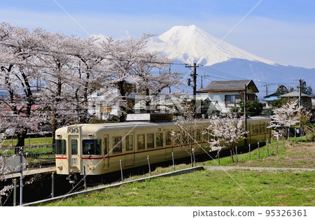 Cherry blossoms, Mt.Fuji and Fujikyu 1000 series Keio color Former Keio 5000 series Kotobuki 95326361