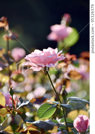 Rose (Queen Elizabeth) 95326379