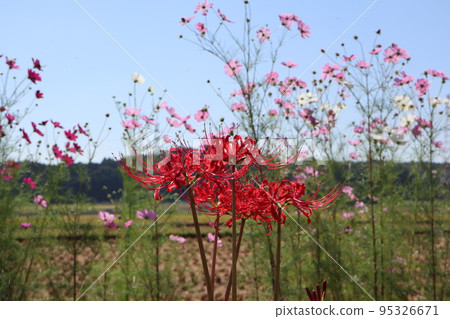 Higankyana and Cosmos 95326671