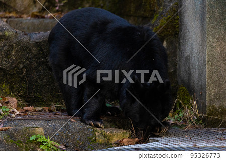 EOSR6. In Hiroshima city, a black bear that I don't really understand. EOSR6. In Hiroshima city, a black bear that I don't really understand. 95326773
