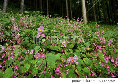 Blooming autumn seaweed colony at Hossho-ji Temple in Ogano-cho, Chichibu-gun Blooming autumn seaweed colony at Hossho-ji Temple in Ogano-cho, Chichibu-gun 95327206