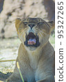 A yawning lion 95327265