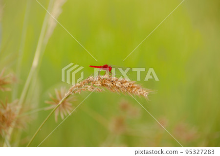 A red-veined darter also known as nomad or Sympetrum fonscolombii perched on a dried grass stalk 95327283