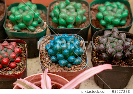 Colorful Haworthia cooperi or Jelly Bean Cactus propagated in small pots at a home garden Colorful Haworthia cooperi or Jelly Bean Cactus propagated in small pots at a home garden 95327288