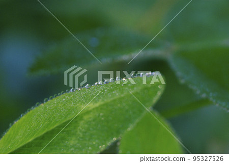 The drops (drops, drops, drops, water drops) attached to the fresh green leaves are beautiful The drops (drops, drops, drops, water drops) attached to the fresh green leaves are beautiful 95327526